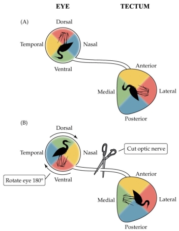 Refer to the figure.    In the normal amphibian, the topographical projection from the eye to the tectum is mapped onto the tectum in such a way that the projection of the visual field is rotated 90° (A). If the optic nerve is cut, and the eye rotated 180°, the projection of the visual field is mapped onto the tectum as shown in (B). What does this result suggest about how the optic nerve regenerates its retina-tectum connections? What would this mean for the amphibian's behavior after the optic nerve regenerates?