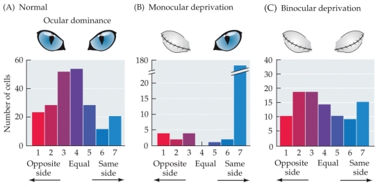 Refer to the figure.    The ocular dominance histograms shown illustrate the strength of the response of cortical neurons to stimuli presented to either the left or the right eye in cats that developed normally (A), cats with one eye closed during development (B), and cats with both eyes closed during development (C). What happens to cortical neurons when one eye is closed during development? Why does binocular deprivation result in ocular dominance patterns similar to that in a cat with normal vision?