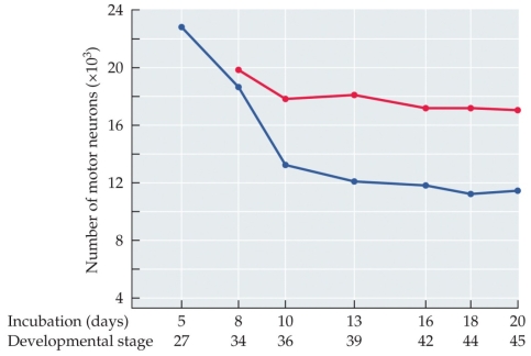 Refer to the figure.    Curare is a toxin that blocks acetylcholine receptors, including those at the neuromuscular junction (NMJ). Based on the experimental data from chick embryos that were treated with curare (red line) and control chick embryos (blue line), what happens to motor neurons when the communication between motor neurons and muscles is silenced? What would you expect to happen when curare is removed? What does this suggest about normal motor system development?