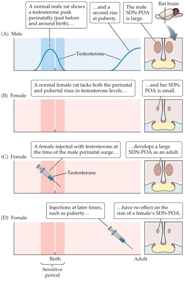 Refer to the figure.   Describe the sexual dimorphism is apparent in normal male and female rats, and what might have caused this (A and B in the figure)? How does the experimental manipulation (C and D in the figure) illustrate the organizational hypothesis of sexual differentiation?<div style=padding-top: 35px> 