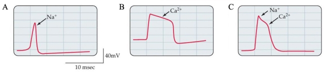 Refer to the figure.    Each graph represents the depolarization activity during an action potential in Xenopus spinal cells at different stages of development. Referring to each electrical reading (A, B, and C), place the graphs in order of developmental stage, from earliest to latest. What are the major changes in action potential activity that occurs with development?