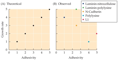 Refer to the figure.    These data are from an experiment using growth cones cultured on substrates with different levels of adhesivity, ranked from least adhesive (laminin-nitrocellulose) to most adhesive (L1). Based on the theoretical prediction in graph A, what was the researchers' hypothesis about adhesivity and growth cone growth rate? Based on the observed data in graph B, how does growth rate actually correlate to adhesivity? What does this suggest about the role of adhesion in axonal growth?