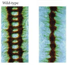 Refer to the figure.    In a wild-type Drosophila, some axons (stained brown) cross over the midline and some project longitudinally on either side of it, forming a ladder-like pattern of axons. In the image on the right, all axons are bundled at the midline. What mutation could have caused the abnormal axonal projection pattern in the right-hand image?