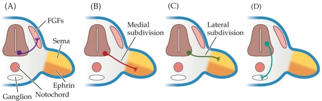 Refer to the figure.    In the sections of developing neural tubes shown, which fate will each of the developing motor neurons (A: purple, B: red, C: green, and D: blue) take on with respect to which tissues they will innervate?