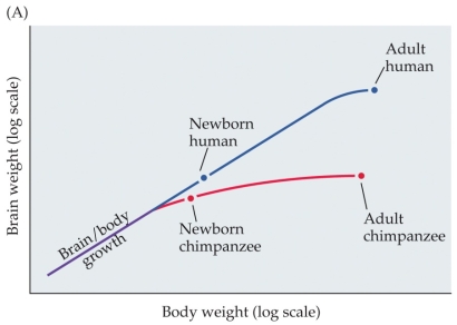 Refer to the figure.    Based on the data shown, which compares brain weight during development in humans and chimpanzees, what can you conclude about the similarities and differences between human and chimpanzee brain development outside the womb? What brain difference in adulthood results from these developmental differences?