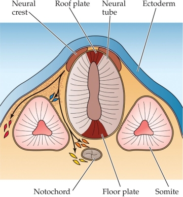 Refer to the figure.    Along this portion of the neural tube, which will become the spinal cord, predict the fate of each of the groups of neural crest cells, depicted in blue, orange, yellow and red.