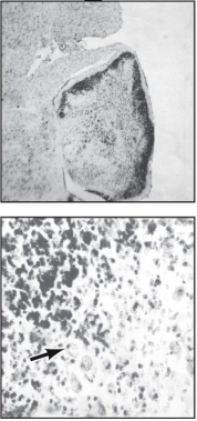 Refer to the figure.    The figure shows a photomicrograph of the cerebellum of a mouse with a reeler mutation. The granule cells are darkly stained and a representative Purkinje cell is denoted with an arrow. Describe the organization of the Purkinje and granule cells in this mutant mouse compared to a wild-type mouse.