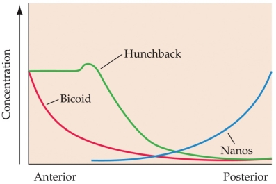 Refer to the graph.    Where is the highest concentration of hunchback protein expressed in the Drosophila embryo, and how do the antagonistic actions of maternal polarity genes bicoid and nanos result in sharper boundaries of hunchback gene expression?