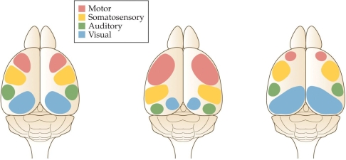 Refer to the figure.    A normal wild-type mouse is shown in (A), a mutant mouse with enlarged rostral cortex centers is shown in (B), and a mutant mouse with enlarged caudal cortical centers is shown in (C). What specific mutations might (B) and (C) have?