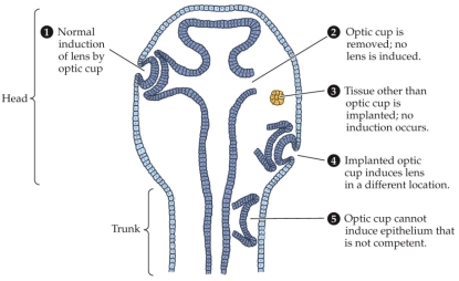 Refer to the figure.    If the optic cup normally induces the overlying epithelium to differentiate into a lens and cornea, why might it not be able to induce the trunk epithelium to do the same?