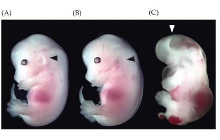Refer to the figure.    A normal wild-type mouse is shown in (A), a mutant mouse with an arrow pointing to its missing ear is shown in (B), and a mutant mouse with an arrow pointing to a missing brain is shown in (C). What specific mutations might (B) and (C) have?