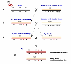 A diagram of the mutagenesis and crossing strategy used by Nüsslein-Volhard and Wieschaus to generate and maintain segmentation mutants is shown. Male flies were exposed to EMS (a mutagen)  and mated to a non-mutagenized female. How did the researchers ensure that the offspring of Cross B (i.e., the offspring seen in generation C in the diagram)  were heterozygotes that carried a mutagenized chromosome? Please select all that apply.   A)  CyO homozygotes die B)  Flies homozygous for segmentation mutations usually die C)  Only male flies were mutagenized D)  The female parent in Cross B carries a temperature-sensitive lethal allele