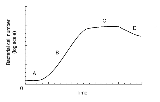 Match the points on the bacterial growth curve with their descriptions.    -Cell death exceeds cell division A)  A B)  B C)  C D)  D