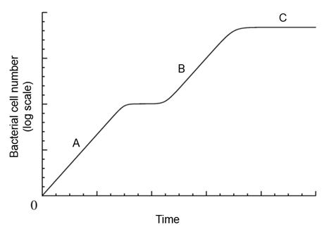 A growth curve is shown for E. coli cultivated in media containing lactose and glucose. At which points on the growth curve is the lac operon transcribed? Please select all that apply.   A)  A B)  B C)  C