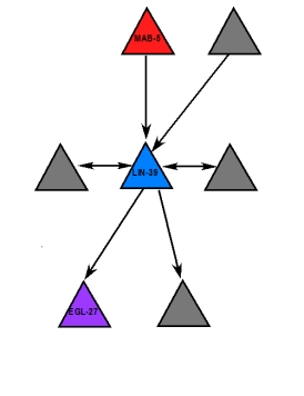 Which of the statements about the transcription factors illustrated in the network diagram are true? Please select all that apply.   A)  LIN-39 regulates four transcription factors B)  LIN-39 is regulated by two transcription factors C)  MAB-5 is regulated by one transcription factor D)  EGL-27 does not regulate any transcription factors E)  MAB-5 regulates LIN-39