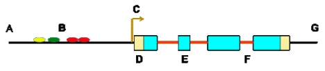 DNA features are often represented using diagrams. Identify each feature on the following diagram.   