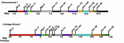 Physical (top) and genetic (bottom) maps are shown for C. elegans chromosome I    Physical and genetic maps can be used to determine the physical length of a map unit. Put the following intervals in C. elegans chromosome I in ascending order, from shortest physical length per map unit to longest (i.e., A = shortest, C = longest).
