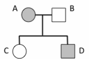 Match the letter to the correct description in the pedigree   