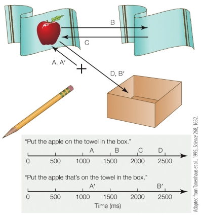Refer to the figure.   Based on eye movements, which statement about subjects' perceptions of the two sentences is true? A)  Both sentences reveal some initial misinterpretation by listeners. B)  The first sentence reveals some initial misinterpretation, whereas the second sentence is smoothly and correctly parsed. C)  The second sentence reveals some initial misinterpretation, whereas the first sentence is smoothly and correctly parsed. D)  Listeners are able to use context to avoid misinterpretation in both sentences.