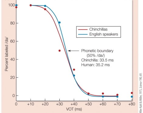 Refer to the figure.    Based on the figure from Kuhl and Miller's 1975 study of categorical perception in chinchillas, what can you conclude about humans' and chinchillas' abilities to detect sound boundaries and language?
