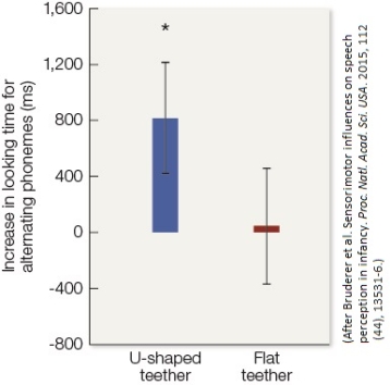 Refer to the figure.    Figure. Average looking time was measured while broadcast phonemes either alternated (between Hindi /d_/ and /dj/) or stayed the same (repeating /d_/, or repeating /dj/). Observations were taken when infants sucked on either a U-shaped teether that allowed free tongue movement (left bar) or a flat teether that immobilized subjects' tongues (right bar). Scores greater than zero indicate a preference for the alternating phonemes. Error bars denote Standard Error of the Mean. The asterisk marks a significant difference from zero. Infants spend more time looking at a loudspeaker, on average, if they detect an acoustic change within a stream of repeating sounds that it broadcasts. Based on the figure from Bruderer et al.'s 2015 study of speech perception by 6-month-old English-speaking infants (above), does the articulatory system of infants influence whether the babies hear phoneme distinctions between non-English consonants? Explain briefly.