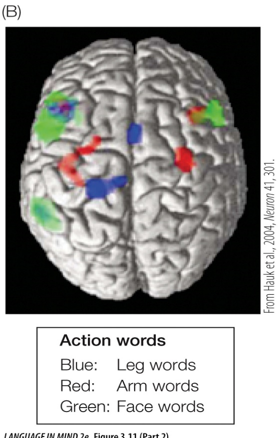 <strong>Refer to figures A and B </strong> A) fMRI scans can be conducted on live participants whereas ERPs are dangerous for live participant research. B) ERPs provide a more precise position for activation of linguistic processing areas in the brain than do fMRI scans. C) fMRI scans provide more precise representations of the latency of language activation than do ERP measures. D) ERPs provide real-time information about the time course of language whereas fMRI data lag by a few seconds in demonstrating activity sequences.