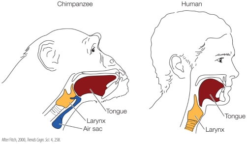 Refer to the figure.    Discuss how the differences between chimpanzee and human vocal anatomy affect each species' ability to produce vocal language. What is the evolutionary significance of these differences?