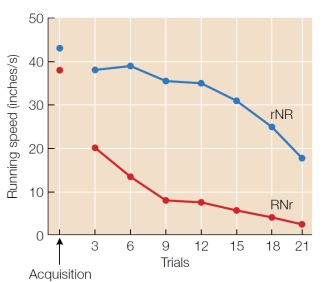 In the experiment whose results are shown below, animals received rewards for running in a runway. In three-trial sequences they received a small reward, no reward, and a big reward (rNR), or they received the same trials with the two rewards switched (RNr). As shown in the figure, the rNR condition showed a greater PREE effect (was more resistant to extinction). This result supports sequential theory because in the rNR condition a big reward is associated with a preceding N trial, whereas a small reward is associated with the preceding N trial in the RNr condition. Evaluate whether this result can be explained by the frustration hypothesis.   