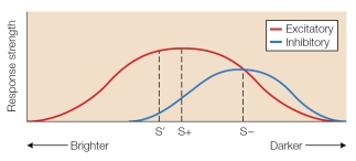 Which conclusion is supported by the figure below?   A)  Inhibition produces a flatter gradient than excitation. B)  Inhibition is stronger than excitation. C)  Peak shift in behavior should be observed for both excitation and inhibition. D)  Peak shift was not observed.