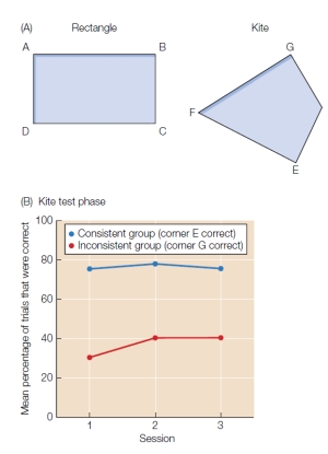 After being trained to locate a platform in corner A of the rectangle in the figure below, different groups of rats were then trained to locate the platform when it was in either corner G or E of the kite shape. Explain what the results shown in the graph tell us about local versus geometric cues.   