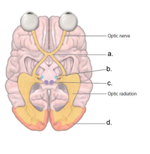    Match the following anatomical locations labeled a-d in the diagram above with their correct name and function. -_____laternal geniculate nucleus (LGN), necessary for projection of visual information to V1