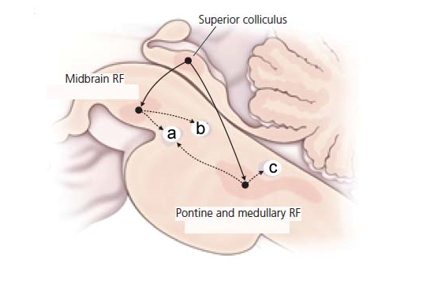   Referring to the figure above, which of the following cranial nerve nuclei are necessary for horizontal eye movements? A)  a and b B)  a and c C)  a, b, and c D)  c only