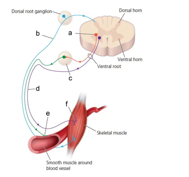   Match each term with its appropriate location (a-f) in the diagram above) Use the diagram above to Answer the following questions . -The neurotransmitter released from the motor neurons labeled f above is _______________.