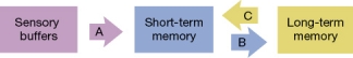 Refer to the figure below.   The figure shows a model of the stages of memory. Which process would correctly be inserted into arrow B of the model? A)  Retrieval B)  Performance C)  Encoding D)  Consolidation
