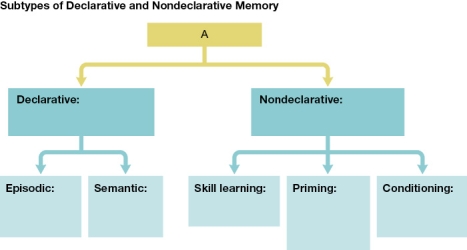 Refer to the figure below.   Which term could correctly be inserted into Box A? A)  Short-term memory B)  Long-term memory C)  Selective memory D)  Sensory memory