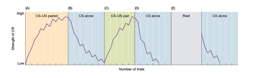 Use the following to answer questions  Refer to the figure below.    -Section A of the chart best illustrates A)  second-order conditioning. B)  spontaneous recovery. C)  acquisition. D)  recall.