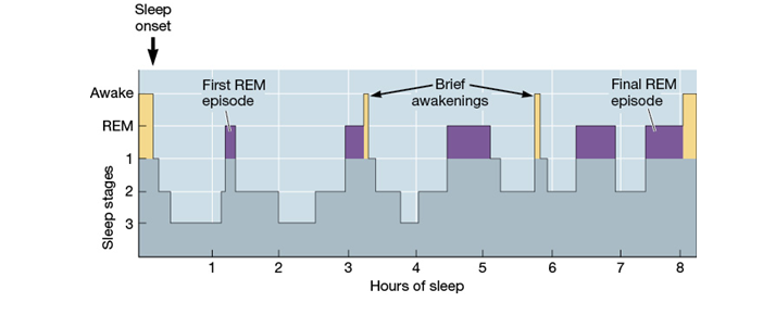 <strong>Use the following to answer questions : Refer to the figure below. -Which conclusion about sleep is most consistent with the data shown?</strong> A) Our brains are generally very active during all stages of sleep. B) It is normal to experience about five bouts of REM sleep during the night. C) It is easiest to rouse someone from stage 4 sleep. D) We spend the majority of our sleep hours in stage 3 sleep.