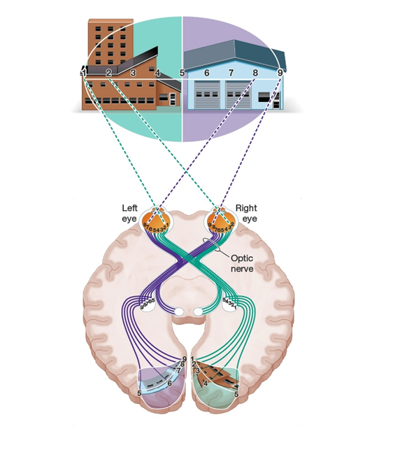 Use the following to answer questions : Refer to the figure below.    -What does this figure demonstrate? A)  The right visual cortex receives information about what we see in the right half of the visual field. B)  The left visual cortex receives information about what we see in the right half of the visual field. C)  Objects on our right side are processed by the left eye only. D)  Objects on our right side are processed by the right eye only.