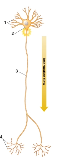 Refer to the figure below.   The numerals 1, 2, 3, and 4 refer to _______, respectively. A)  dendrites, cell body, axon, and axon terminals B)  basal ganglia, cell body, axon, and axon terminals C)  dendrites, interneuron, cell body, and axon terminals D)  axon terminals, cell body, interneuron, and synapses