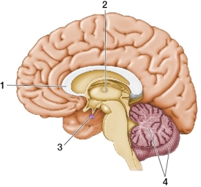 <strong>Refer to the figure below. The numerals 1, 2, 3, and 4 refer to the _______, respectively.</strong> A) corpus callosum, pituitary, cerebellum, and thalamus B) cerebellum, nucleus, amygdala, and brainstem C) limbic system, thalamus, corpus callosum, and cerebellum D) corpus callosum, thalamus, pituitary, and cerebellum