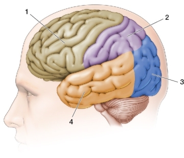 Refer to the figure below.    In the figure, 1 represents the _______, 2 represents the _______, 3 represents the _______, and 4 represents the _______.