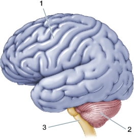 Refer to the figure below.    In the figure, 1 represents the _______, 2 represents the _______, and 3 represents the _______.