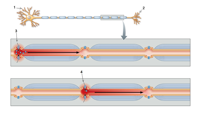 Use the following to answer questions :    -In the neuron shown, the numbers 1 and 2 correspond to _______ and _______, respectively. A)  axon terminals; dendrites B)  synapses; axon terminals C)  synapses; dendrites D)  dendrites; axon terminals