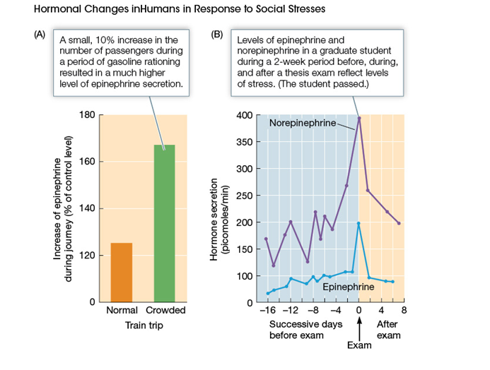 Use the following to answer questions : Refer to the graphs below.    -What is suggested about the timing of stress hormone release before and after a stressful event? A)  Hormones are released only in the period immediately after the stressor occurs. B)  Hormones are released only in the period immediately before the stressor occurs. C)  Hormone release begins during an anticipatory period and peaks when a stressor occurs. D)  Hormone release and stress are less related for psychological stressors than for physical stressors.