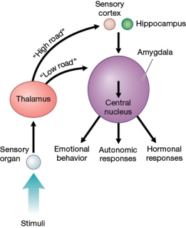 Refer to the figure below.   Which scenario would most likely result in stimuli taking the  low road  pathway to the amygdala? A)  You are propped up in bed, reading an article about the dangers of mountain climbing. B)  Your mother is relating a story to you about how you almost got bitten by a dog when you were three years old. C)  You are crossing a busy street and, at the last moment, you notice a taxi heading toward you at high speed. D)  You are sitting on the bank of a small lake, sipping coffee from a thermos as you watch the sun rise.