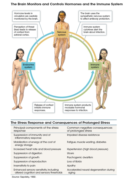 Use the following to answer questions : Refer to the figure and table below    -Based on the figure, it is evident that A)  the brain has no way to regulate the immune system to keep it from overreacting and damaging the body. B)  the production of antibodies is not under our conscious control. C)  there is no connection between the endocrine and immune systems. D)  during times of stress, communication between the nervous system and immune system shuts down completely.