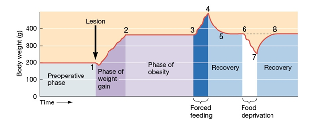 Use the following to answer questions : Refer to the figure below.     -The data are most consistent with the theory that the lesions in this study caused the rats to A)  experience stronger feelings of satiety. B)  experience less efficient digestion. C)  require force-feeding to prevent starvation. D)  eat more.