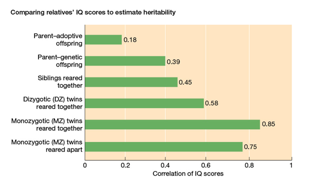 Use the following to answer questions : Refer to the table below.    -What does this graph illustrate? A)  Estimates of the extent to which education affects IQ scores B)  The composite IQ scores of various relatives C)  Estimates of the extent to which IQ scores are heritable D)  The correlation of IQ scores among friends