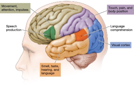 Refer to the figure below.   When he is in a casino, Albert is unable to control himself. He does not stop gambling until all of his money is gone. The _______ lobe of Albert's brain is most likely to be affecting this behavior. A)  parietal B)  occipital C)  temporal D)  frontal
