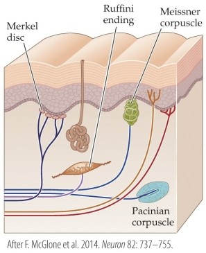 Refer to the figure.   The figure demonstrates the locations of four types of A)  skin layers. B)  muscle spindles. C)  mechanoreceptors. D)  neuronal axons. E)  neurotransmitters.